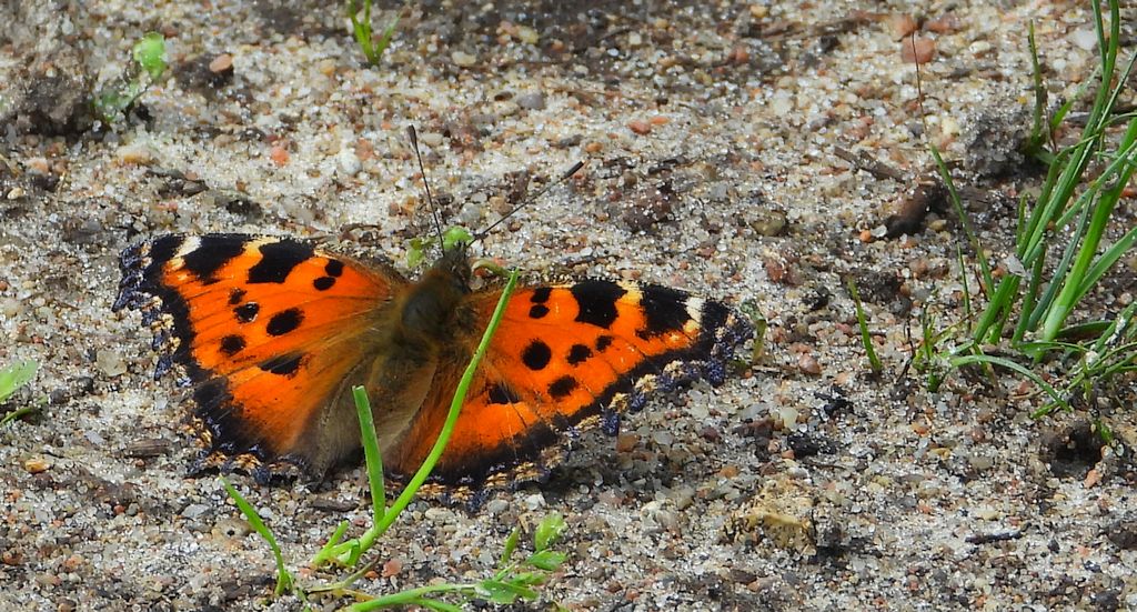 Rusałka drzewoszek (Nymphalis xanthomelas)