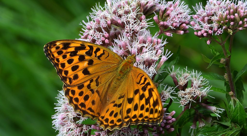 Dostojka malinowiec, perłowiec malinowiec (Argynnis paphia)