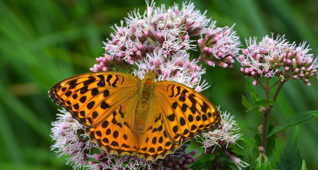 Dostojka malinowiec, perłowiec malinowiec (Argynnis paphia)