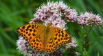 Dostojka malinowiec, perłowiec malinowiec (Argynnis paphia)