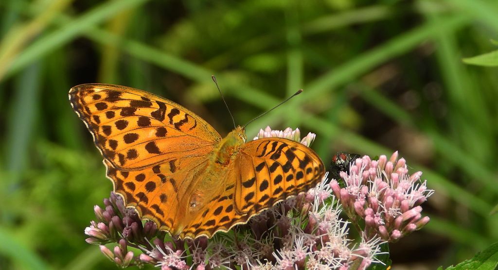 Dostojka malinowiec, perłowiec malinowiec (Argynnis paphia)