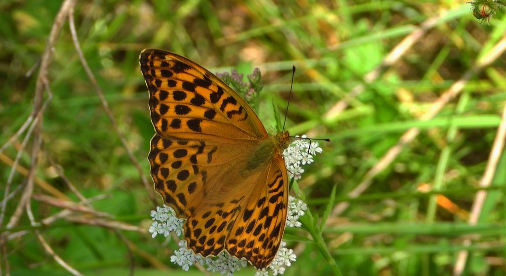 Dostojka malinowiec, perłowiec malinowiec (Argynnis paphia)
