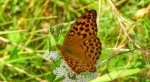 Dostojka malinowiec, perłowiec malinowiec (Argynnis paphia)