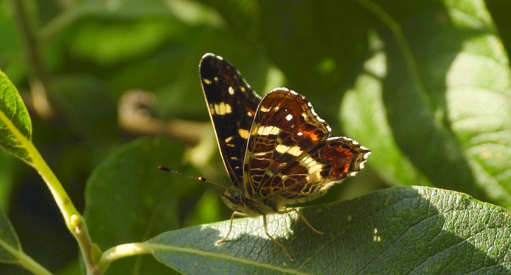 Rusałka kratkowiec (Araschnia levana)