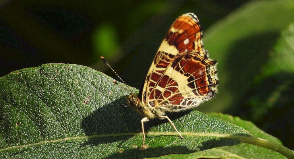 Rusałka kratkowiec (Araschnia levana)