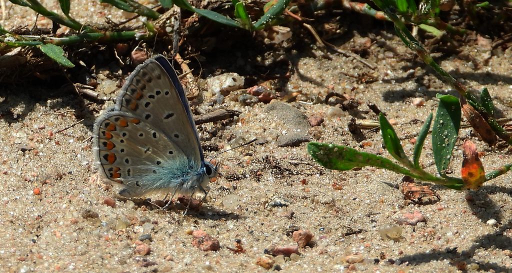 Modraszek ikar, mnogooczek ikar (Polyommatus icarus)