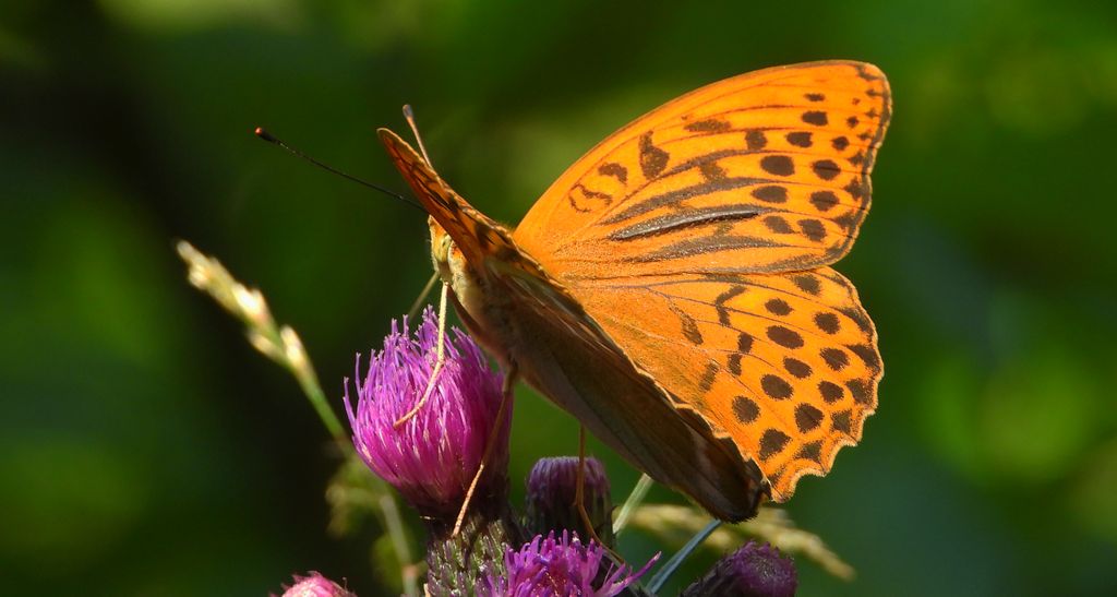 Dostojka malinowiec, perłowiec malinowiec (Argynnis paphia)