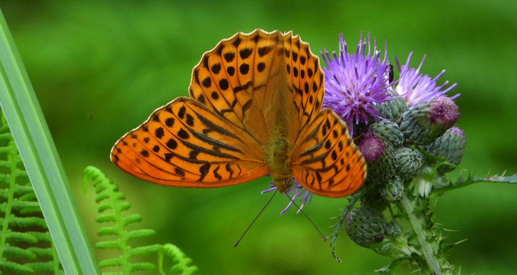 Dostojka malinowiec, perłowiec malinowiec (Argynnis paphia)