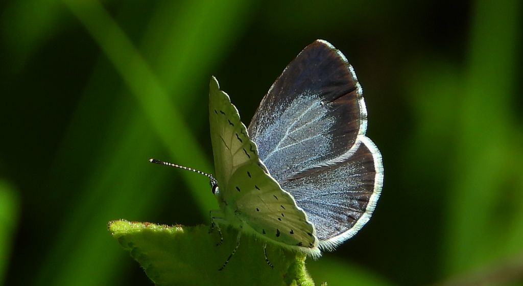 Modraszek wieszczek (Celastrina argiolus)