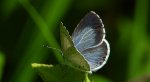 Modraszek wieszczek (Celastrina argiolus)