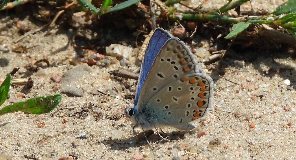 Modraszek ikar, mnogooczek ikar (Polyommatus icarus)