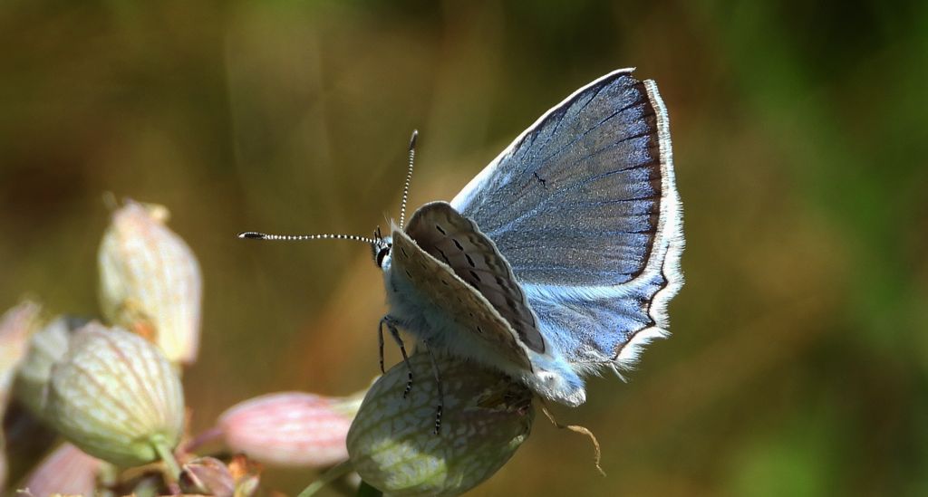 Modraszek dafnid (Polyommatus daphnis)