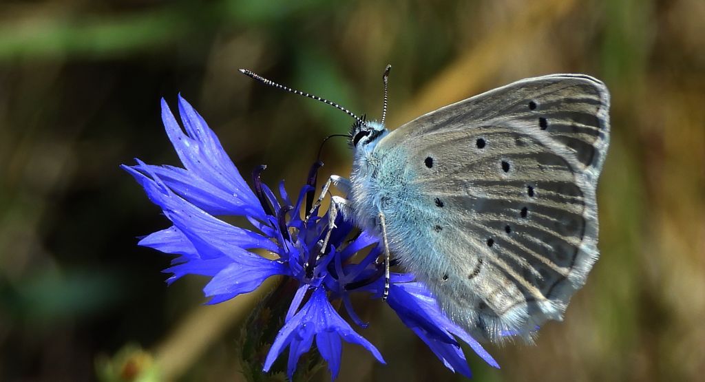 Modraszek dafnid (Polyommatus daphnis)