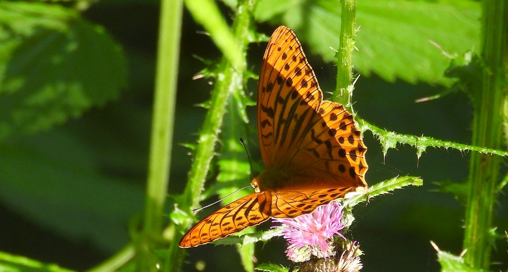 Dostojka malinowiec, perłowiec malinowiec (Argynnis paphia)