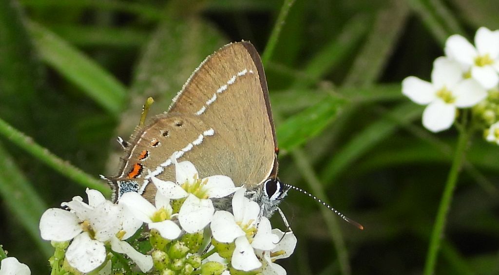 Ogończyk tarninowiec (Satyrium spini)