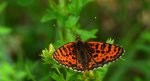 Przeplatka didyma (Melitaea didyma)