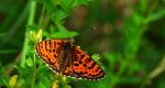 Przeplatka didyma (Melitaea didyma)