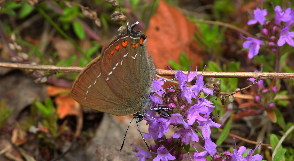 Ogończyk ostrokrzewowiec (Satyrium ilicis)