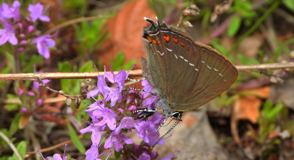 Ogończyk ostrokrzewowiec (Satyrium ilicis)