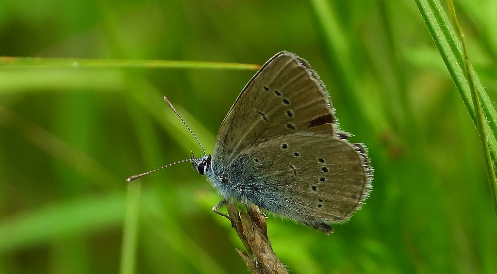 Modraszek semiargus (Polyommatus semiargus)