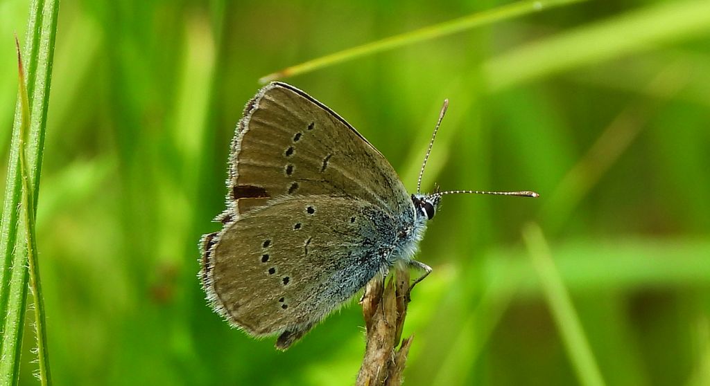 Modraszek semiargus (Polyommatus semiargus)