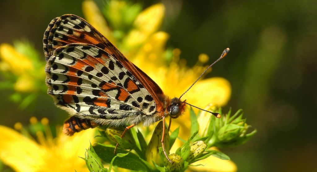 Przeplatka didyma (Melitaea didyma)