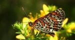 Przeplatka didyma (Melitaea didyma)