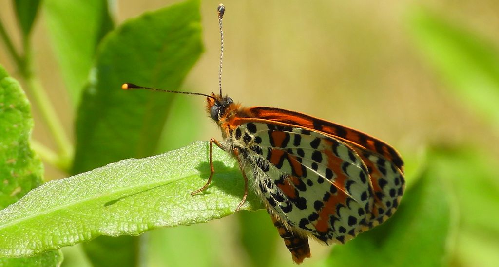 Przeplatka didyma (Melitaea didyma)