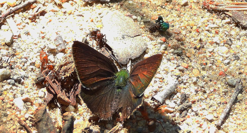 Pazik dębowiec (Favonius quercus)