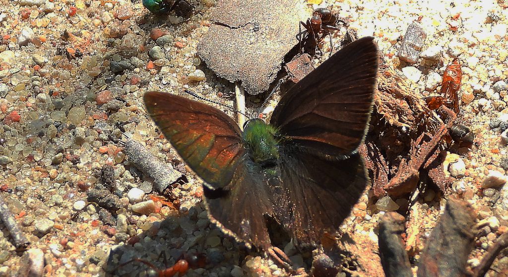 Pazik dębowiec (Favonius quercus)