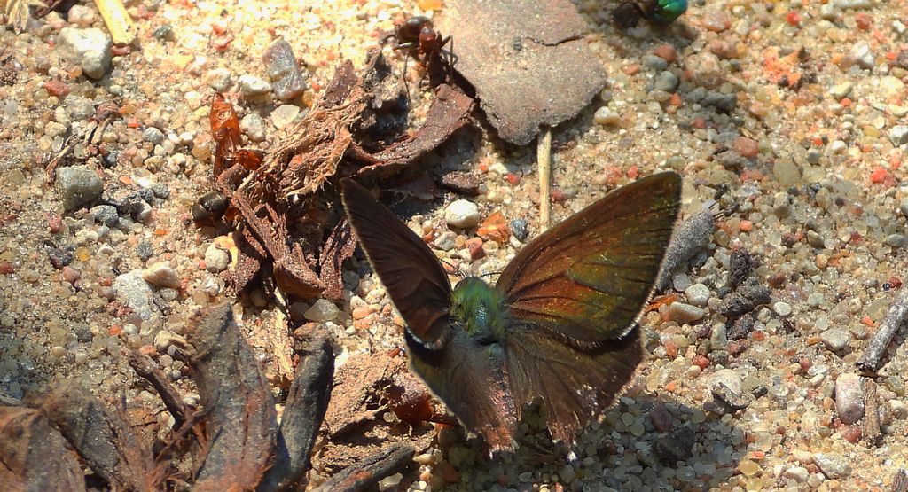 Pazik dębowiec (Favonius quercus)