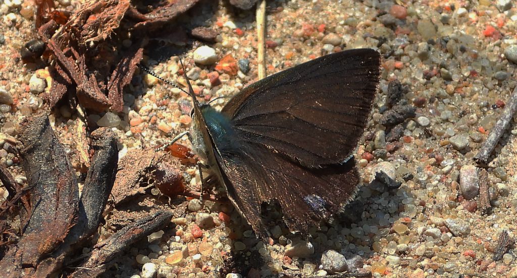 Pazik dębowiec (Favonius quercus)