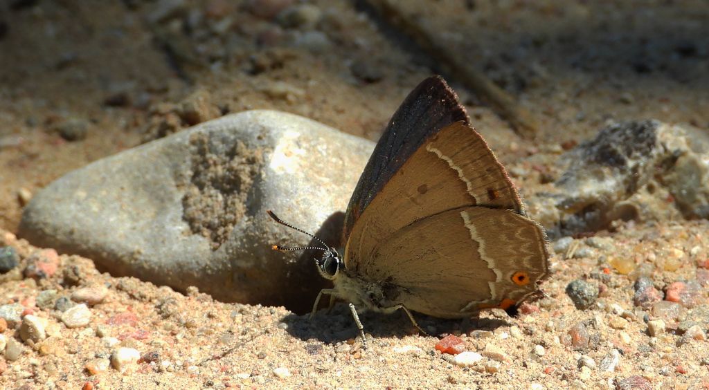Pazik dębowiec (Favonius quercus)