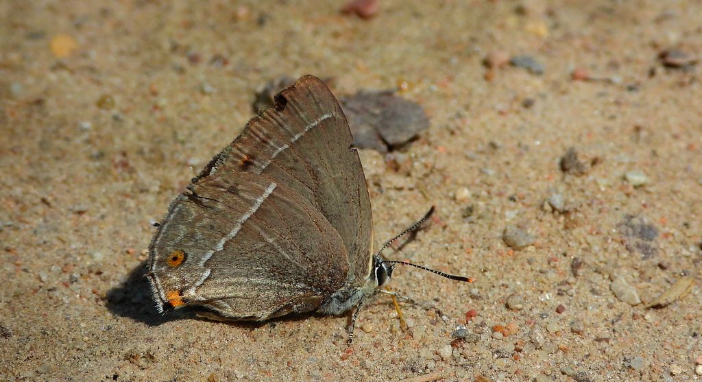 Pazik dębowiec (Favonius quercus)