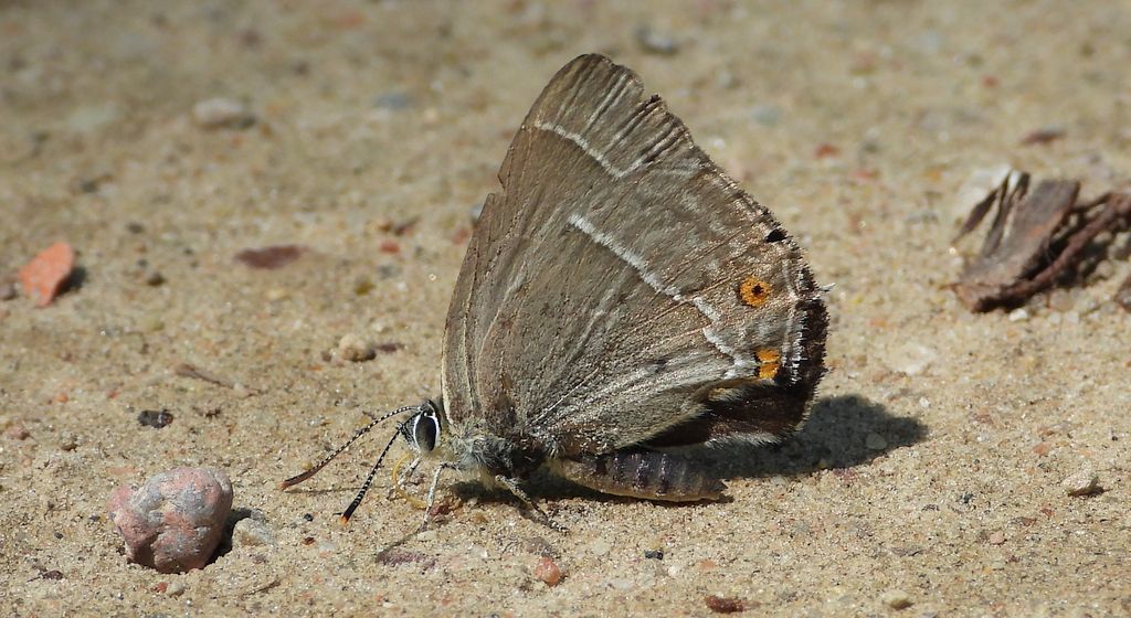Pazik dębowiec (Favonius quercus)