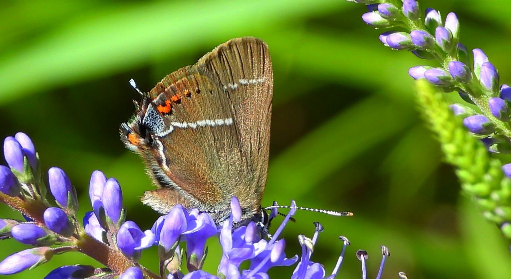 Ogończyk tarninowiec (Satyrium spini)