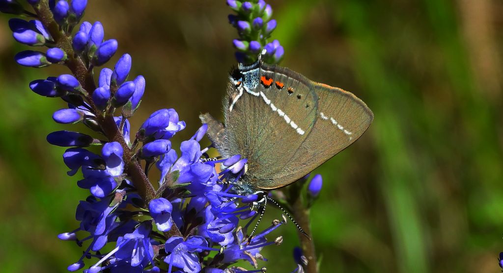 Ogończyk tarninowiec (Satyrium spini)
