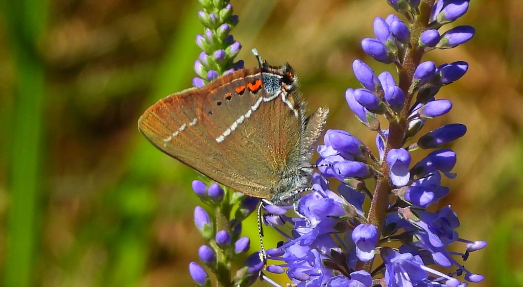 Ogończyk tarninowiec (Satyrium spini)