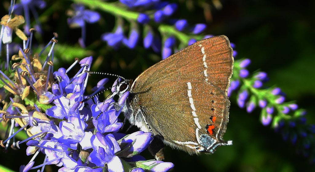 Ogończyk tarninowiec (Satyrium spini)