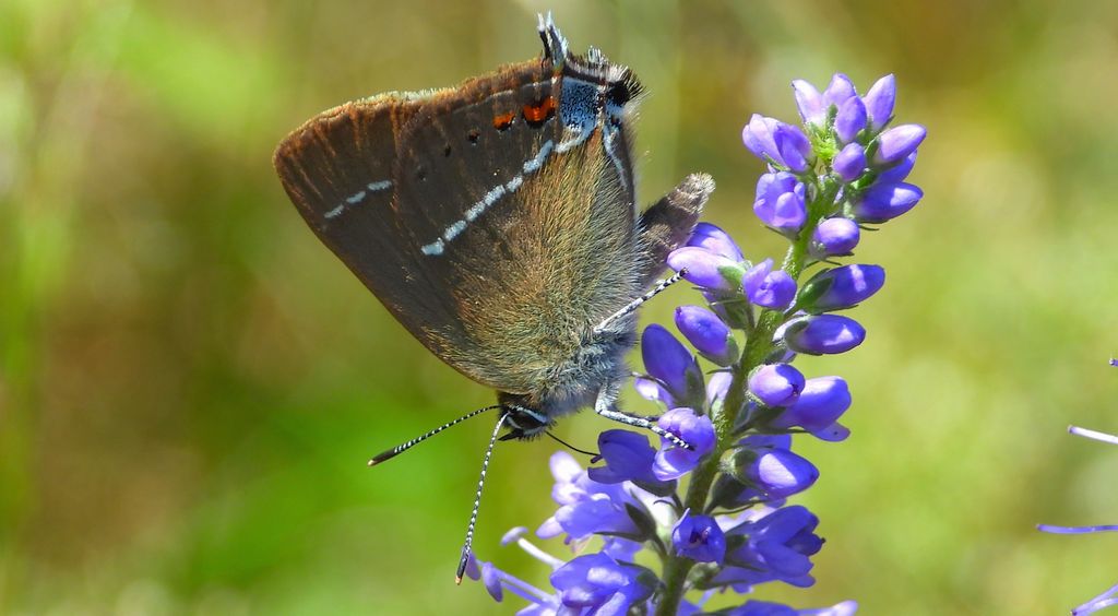 Ogończyk tarninowiec (Satyrium spini)