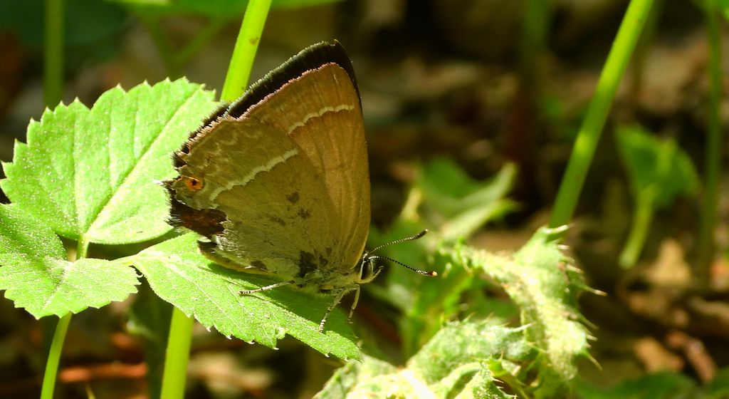 Pazik dębowiec (Favonius quercus)