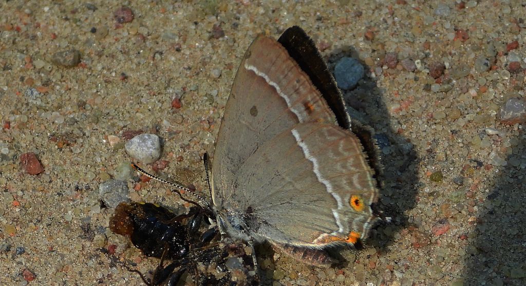 Pazik dębowiec (Favonius quercus)