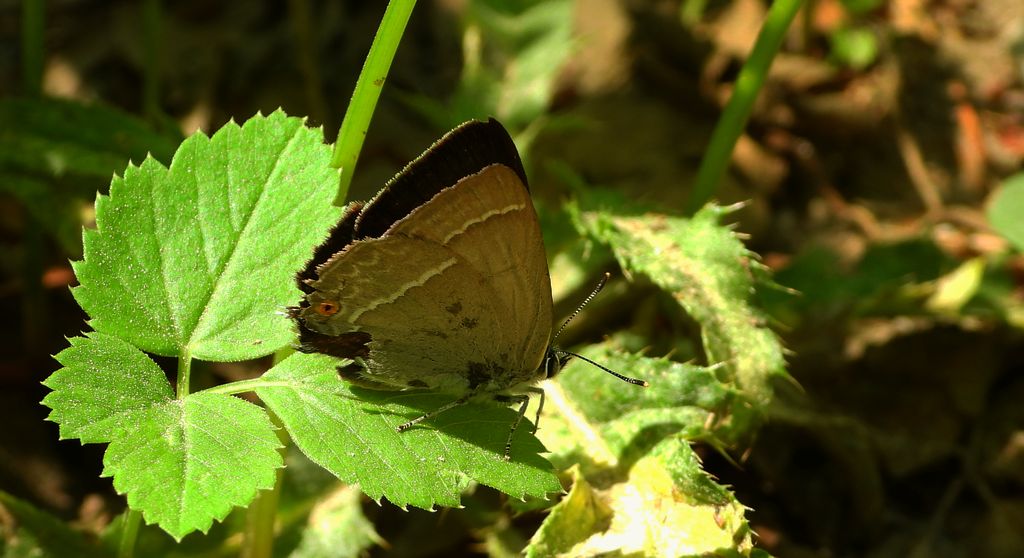 Pazik dębowiec (Favonius quercus)