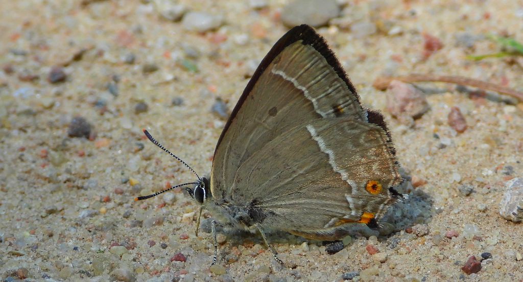 Pazik dębowiec (Favonius quercus)