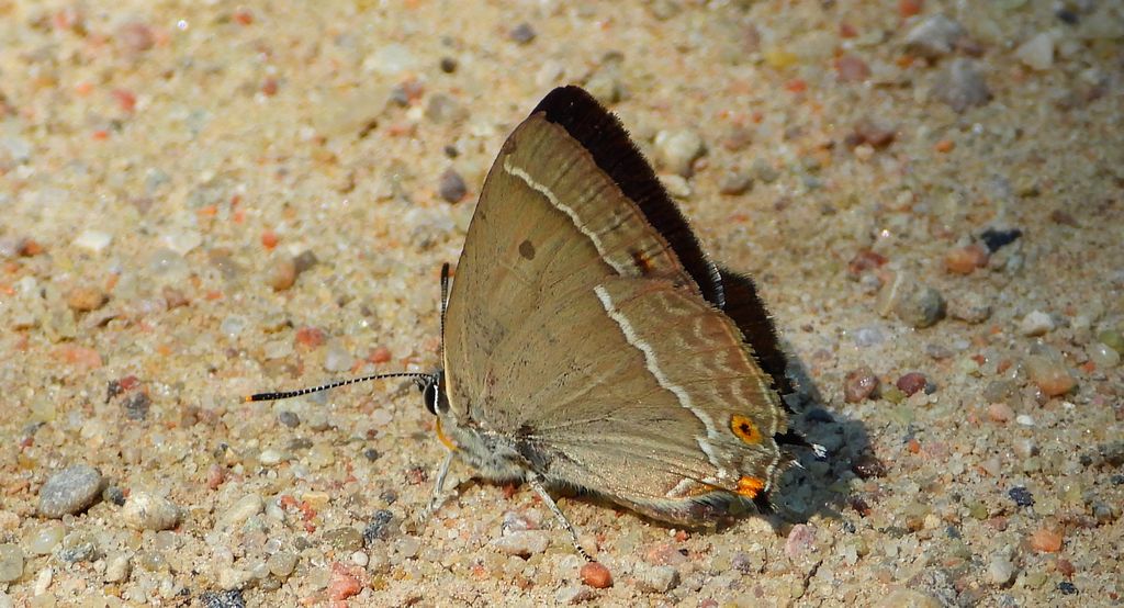 Pazik dębowiec (Favonius quercus)