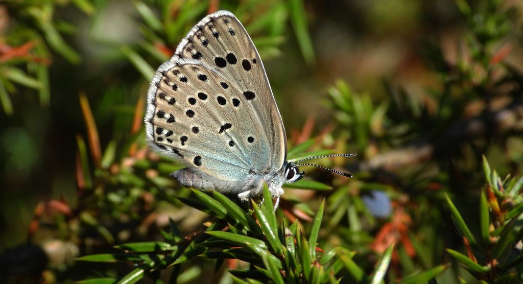 Modraszek arion (Phengaris arion)