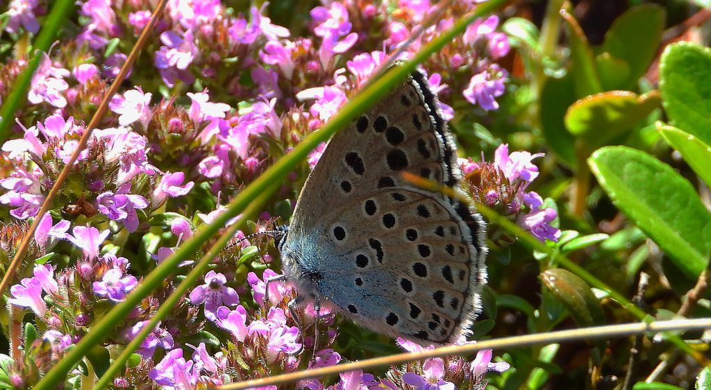 Modraszek arion (Phengaris arion)