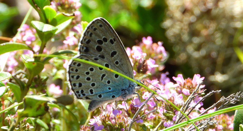 Modraszek arion (Phengaris arion)