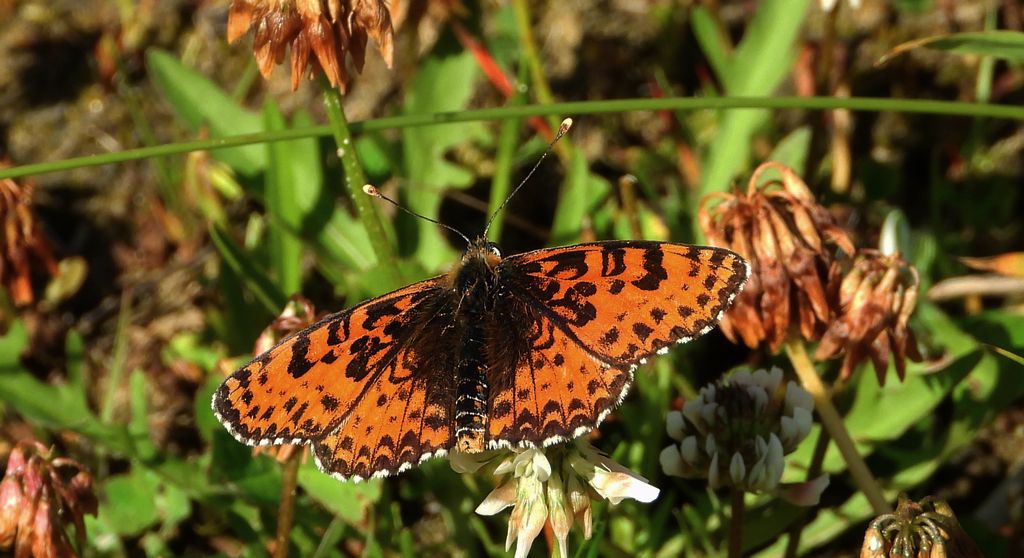 Przeplatka didyma (Melitaea didyma)