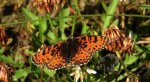 Przeplatka didyma (Melitaea didyma)